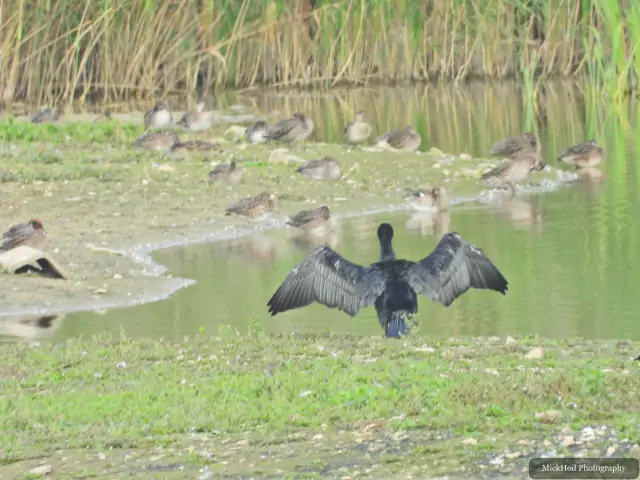 A Great Cormorant in front of Mallards, with a Teal at the left of the frame at North Cave Wetlands.