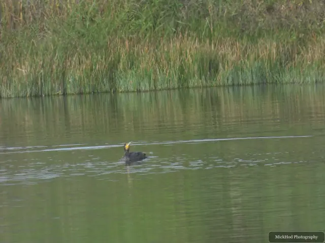 A Great Cormorant swims across the water at North Cave Wetlands.