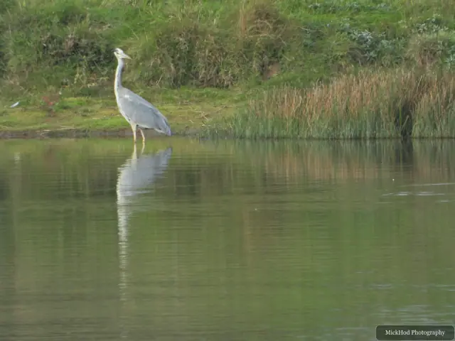 Photographed at North Cave Wetlands: Grey Heron.