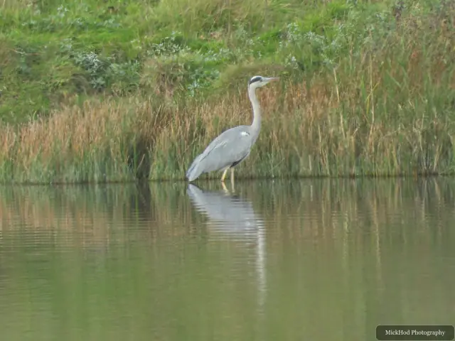 Photographed at North Cave Wetlands: Grey Heron.