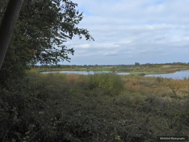 A quiet view across shallow water and reeds, framed by a tree at the water's edge.