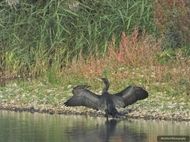 Great Cormorant at North Cave Wetlands.