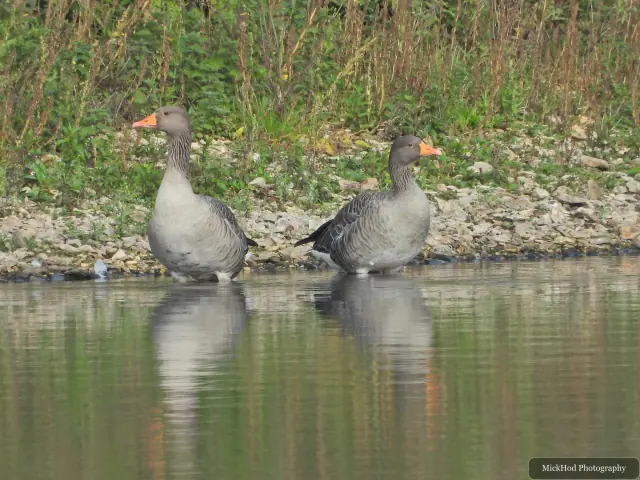 At North Cave Wetlands: Greylag Goose.