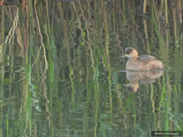 Little Grebe at North Cave Wetlands.