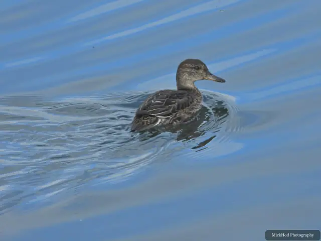 Female Mallard at North Cave Wetlands.