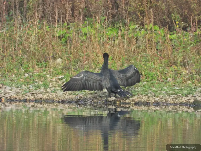 At North Cave Wetlands: Great Cormorant.