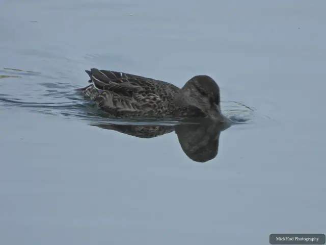 Female Mallard, seen at North Cave Wetlands.