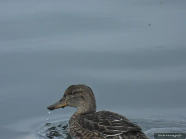 Female Mallard, seen at North Cave Wetlands.