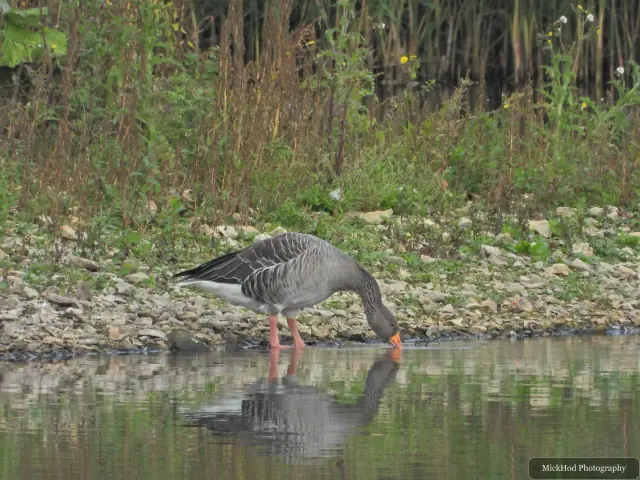Photographed at North Cave Wetlands: Greylag Goose.