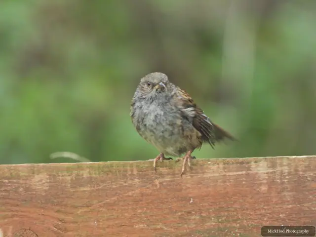 A Dunnock perches on a rail at North Cave Wetlands.