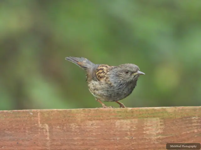 A Dunnock perches on a rail at North Cave Wetlands.