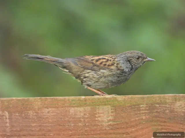 A Dunnock perches on a rail at North Cave Wetlands.