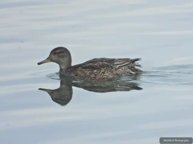 Female Mallard, seen at North Cave Wetlands.