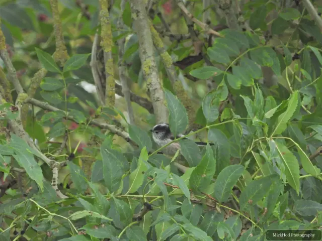 Long-tailed Tit photographed at North Cave Wetlands.