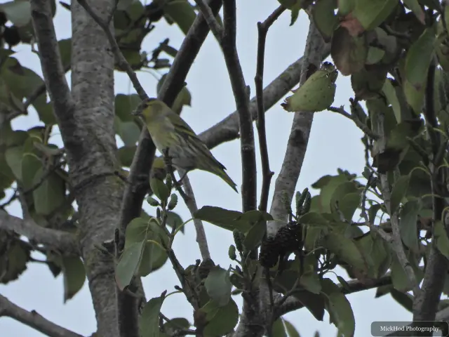 European Greenfinch photographed at North Cave Wetlands.