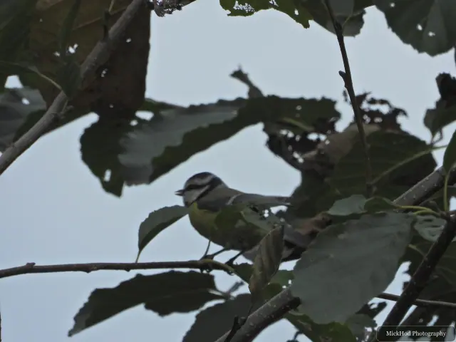 Photographed at North Cave Wetlands: Blue Tit.