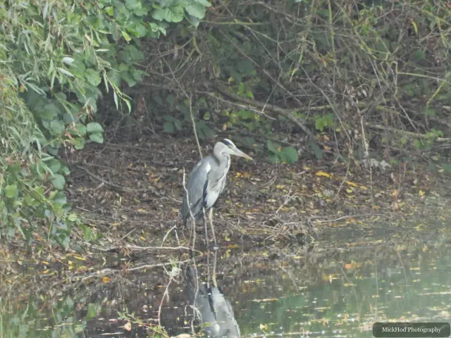 At North Cave Wetlands: Grey Heron.