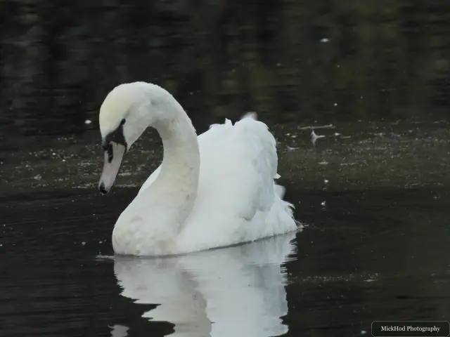 Mute Swan at North Cave Wetlands.