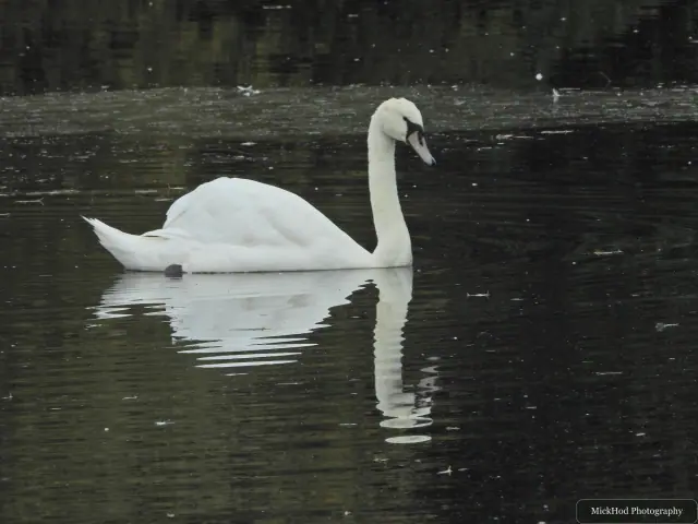 Mute Swan at North Cave Wetlands.