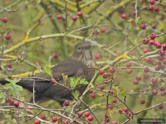 Photographed at North Cave Wetlands: Song Thrush among rosehips.
