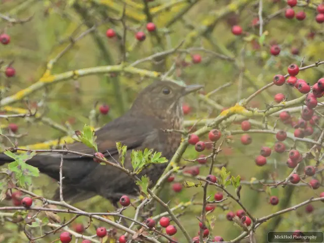 At North Cave Wetlands: Song Thrush among rosehips.