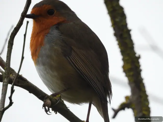 European Robin, seen at North Cave Wetlands.