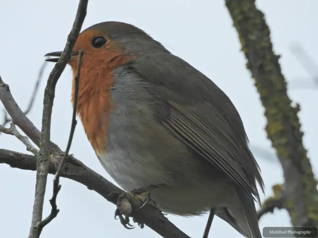Photographed at North Cave Wetlands: European Robin.