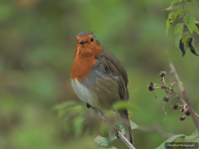European Robin at North Cave Wetlands.