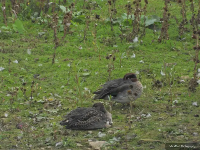 A Teal with a female Teal at North Cave Wetlands.