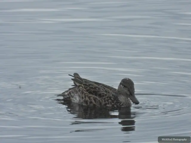 Photographed at North Cave Wetlands: Female Mallard.