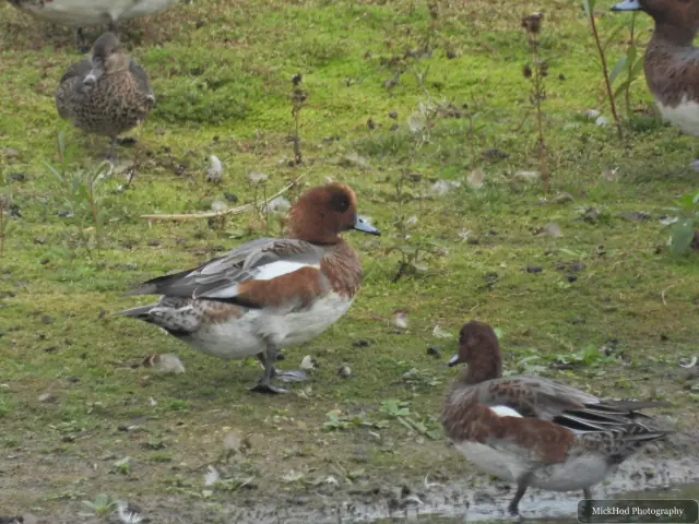 Eurasian Wigeon at North Cave Wetlands.