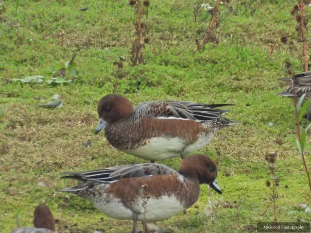 Eurasian Wigeon, seen at North Cave Wetlands.