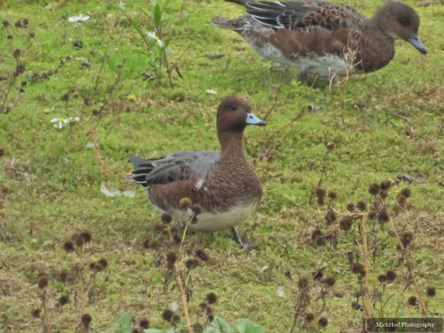 At North Cave Wetlands: Eurasian Wigeon.