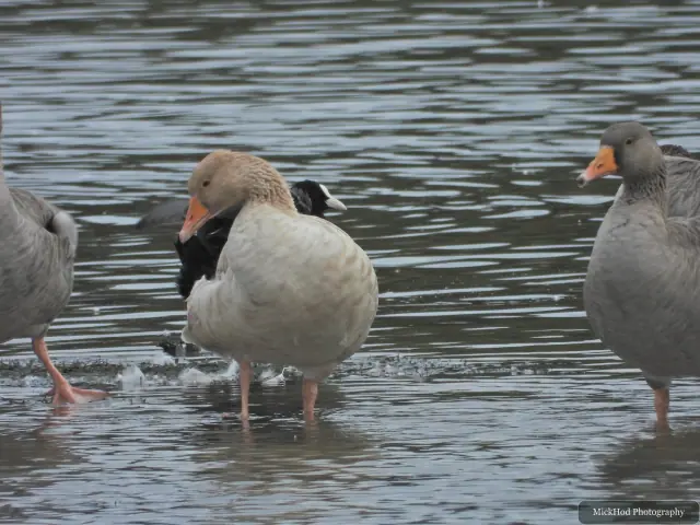 Photographed at North Cave Wetlands: Greylag Goose.
