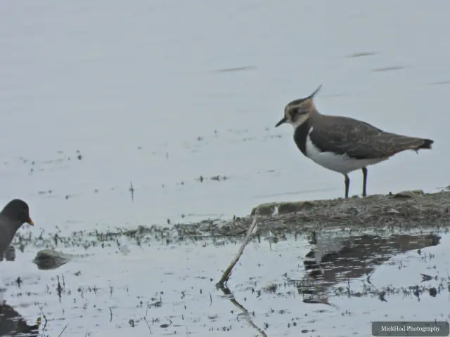 Northern Lapwing, seen at North Cave Wetlands.