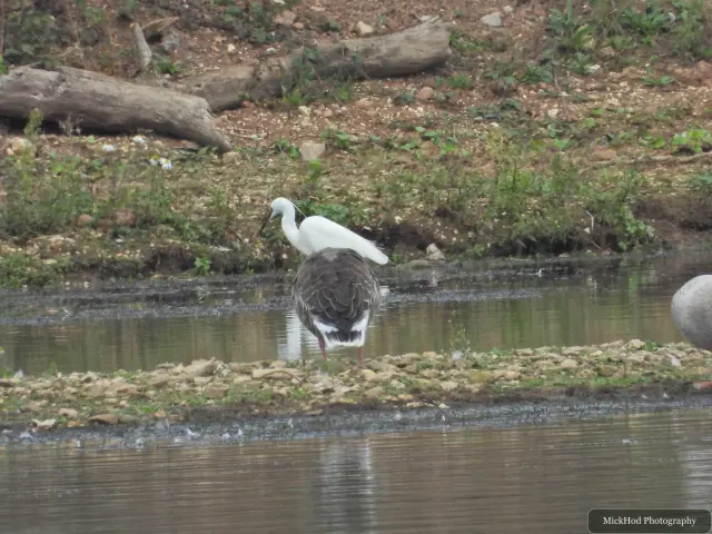 A Little Egret stands beside a Greylag Goose at North Cave Wetlands.