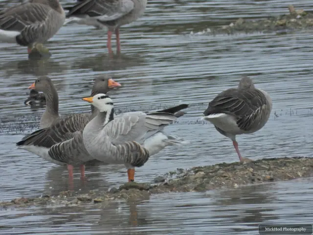 A Bar-headed Goose stands among Greylag Geese at North Cave Wetlands.