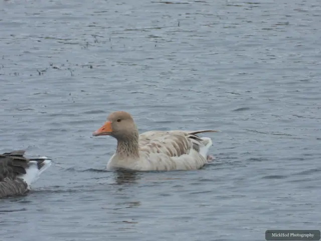 Greylag Goose at North Cave Wetlands.