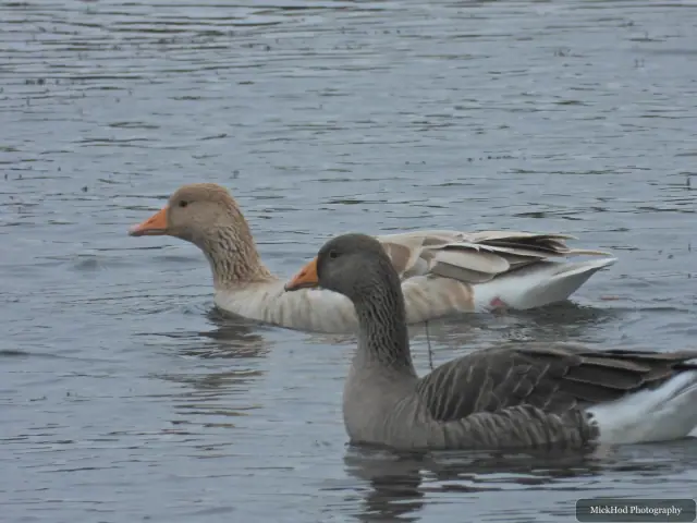 Photographed at North Cave Wetlands: Greylag Goose.