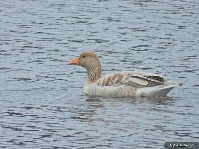 Greylag Goose, seen at North Cave Wetlands.