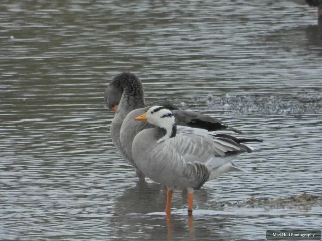 A Bar-headed Goose stands among Greylag Geese at North Cave Wetlands.