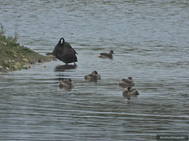 Eurasian Coot with chicks, seen at North Cave Wetlands.