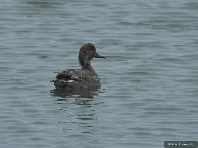Photographed at North Cave Wetlands: Female Teal.