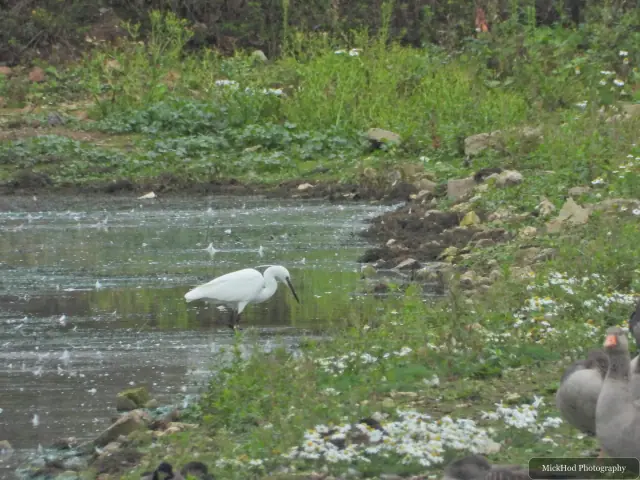 At North Cave Wetlands: Little Egret.