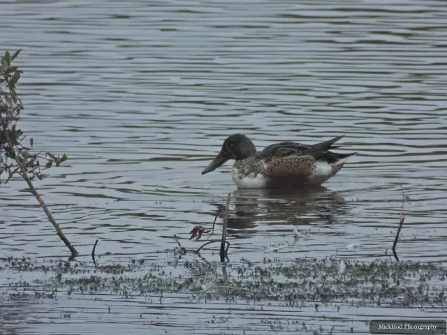 Northern Shoveler, seen at North Cave Wetlands.