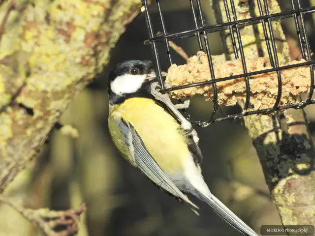 A great tit visits a garden feeder at North Cave Wetlands.