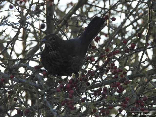 A common blackbird forages among the woodland branches or leaf litter at North Cave Wetlands.