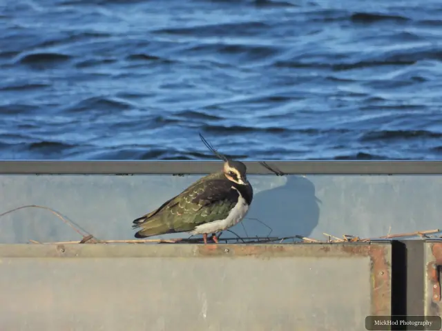 A northern lapwing searches for food along the water's edge at North Cave Wetlands.