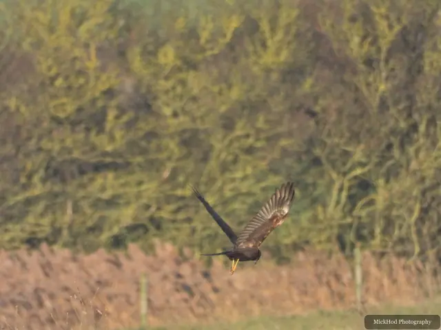 A Marsh Harrier flies over the reeds carrying prey at North Cave Wetlands.