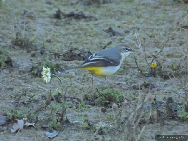 A Grey Wagtail stands at the wetland edge.